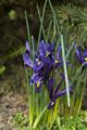 Iris reticulata Kosaciec żyłkowany